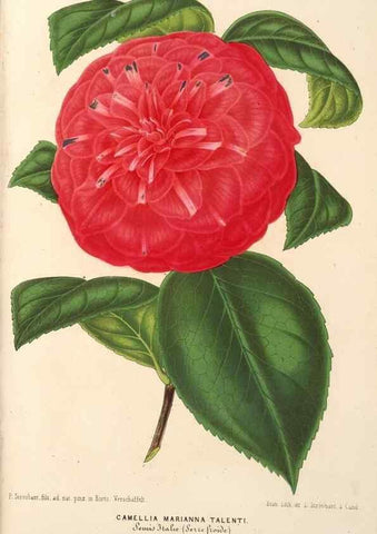Reproducción/Reproduction 49689623758: L'Illustration horticole :. Gand, Belgium :Imprimerie et lithographie de F. et E. Gyselnyck,1854-1896.. 