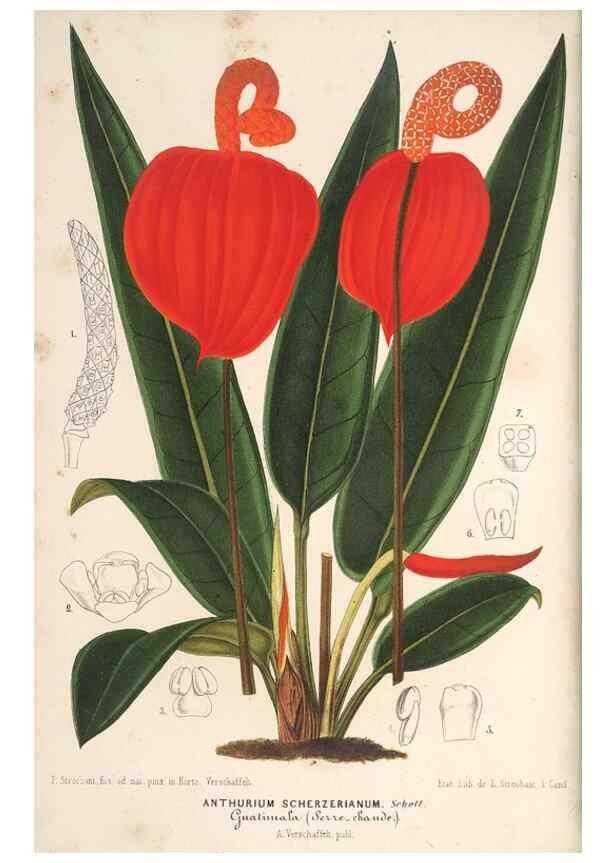 Reproducción/Reproduction 49689624083: L'Illustration horticole :. Gand, Belgium :Imprimerie et lithographie de F. et E. Gyselnyck,1854-1896.. 