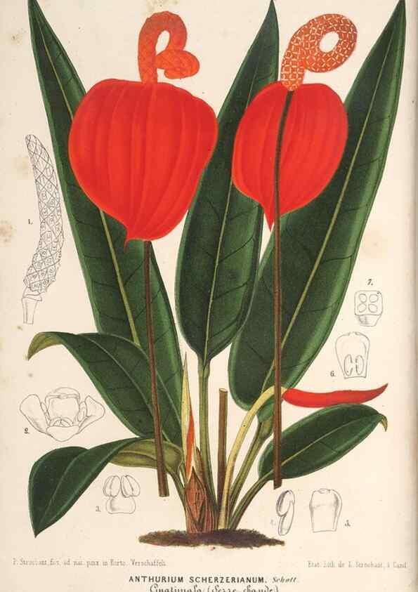Reproducción/Reproduction 49689624083: L'Illustration horticole :. Gand, Belgium :Imprimerie et lithographie de F. et E. Gyselnyck,1854-1896.. 