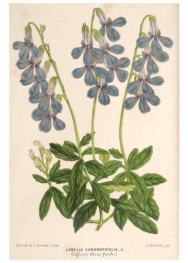 Reproducción/Reproduction 49689624358: L'Illustration horticole :. Gand, Belgium :Imprimerie et lithographie de F. et E. Gyselnyck,1854-1896.. 