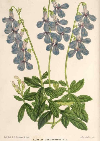 Reproducción/Reproduction 49689624358: L'Illustration horticole :. Gand, Belgium :Imprimerie et lithographie de F. et E. Gyselnyck,1854-1896.. 
