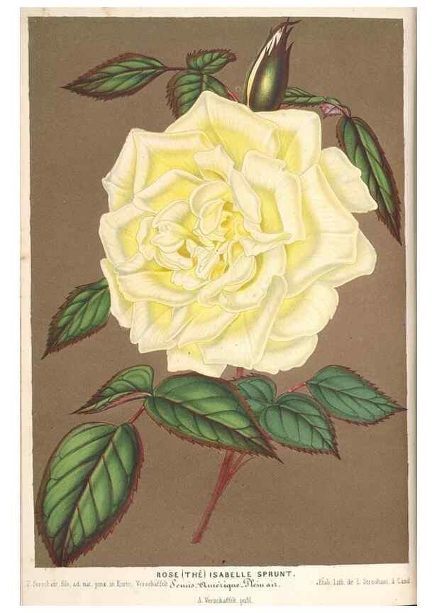 Reproducción/Reproduction 49690157691: L'Illustration horticole :. Gand, Belgium :Imprimerie et lithographie de F. et E. Gyselnyck,1854-1896.. 