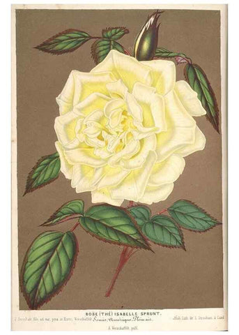 Reproducción/Reproduction 49690157691: L'Illustration horticole :. Gand, Belgium :Imprimerie et lithographie de F. et E. Gyselnyck,1854-1896.. 