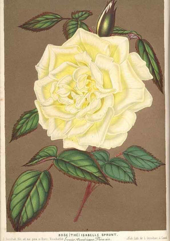 Reproducción/Reproduction 49690157691: L'Illustration horticole :. Gand, Belgium :Imprimerie et lithographie de F. et E. Gyselnyck,1854-1896.. 