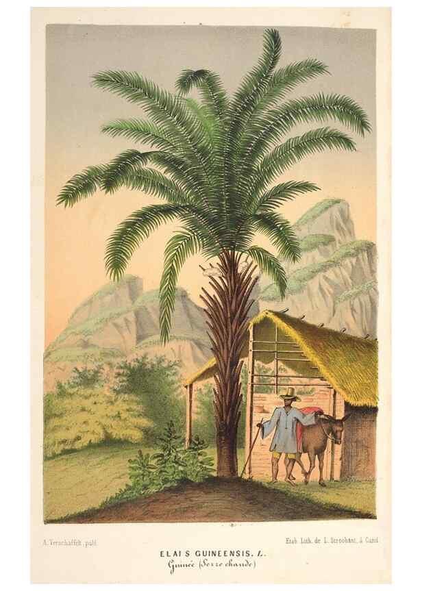 Reproducción/Reproduction 49690158021: L'Illustration horticole :. Gand, Belgium :Imprimerie et lithographie de F. et E. Gyselnyck,1854-1896.. 
