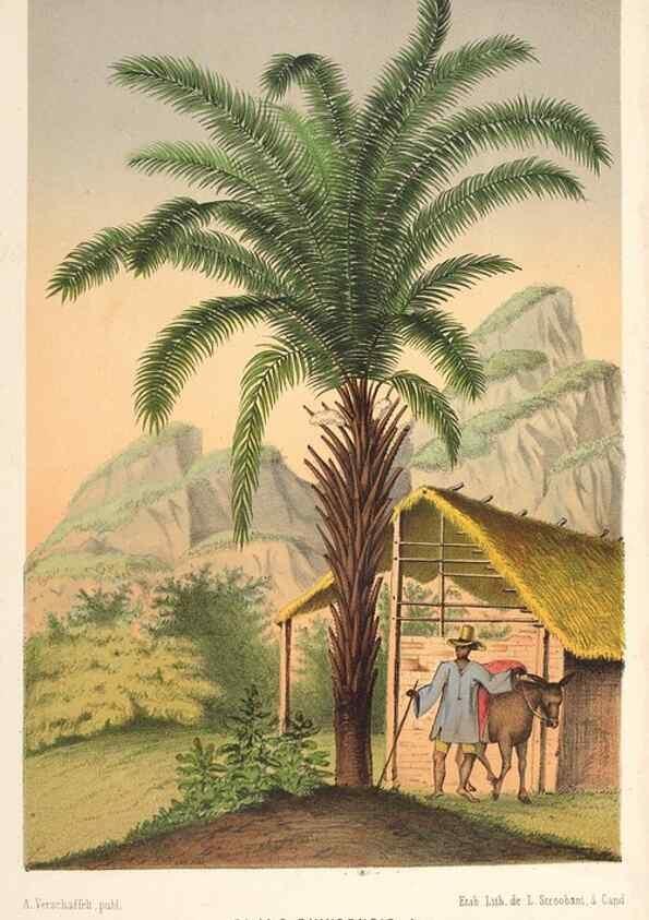 Reproducción/Reproduction 49690158021: L'Illustration horticole :. Gand, Belgium :Imprimerie et lithographie de F. et E. Gyselnyck,1854-1896.. 