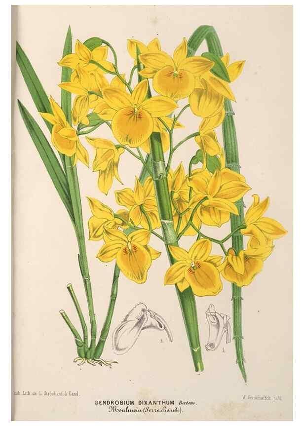 Reproducción/Reproduction 49689623063: L'Illustration horticole :. Gand, Belgium :Imprimerie et lithographie de F. et E. Gyselnyck,1854-1896.. 