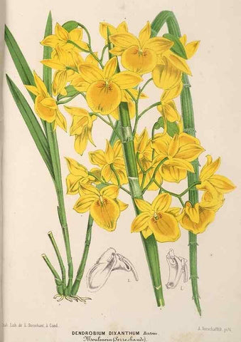 Reproducción/Reproduction 49689623063: L'Illustration horticole :. Gand, Belgium :Imprimerie et lithographie de F. et E. Gyselnyck,1854-1896.. 