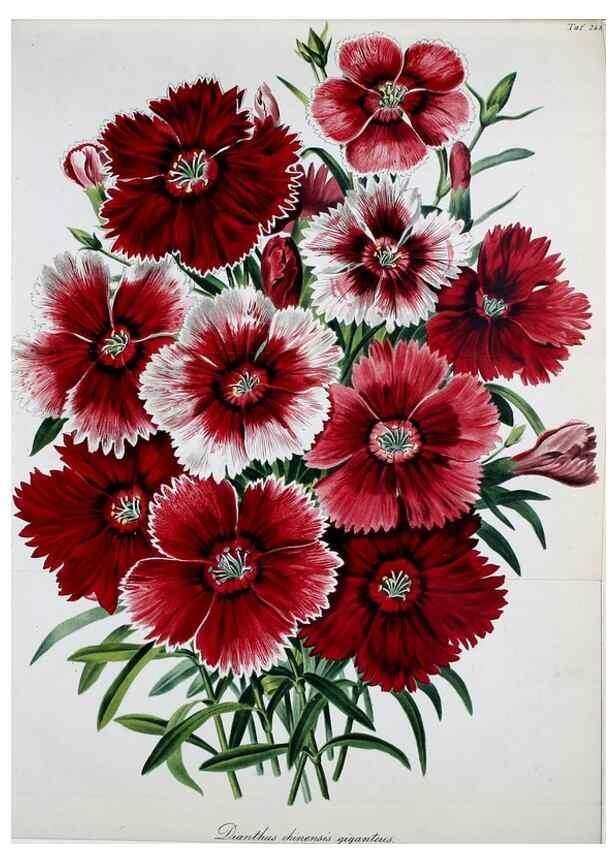 Reproducción/Reproduction 49689818963: Gartenflora.. Erlangen :F. Enke,1852-1940.. 