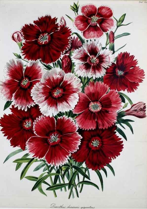 Reproducción/Reproduction 49689818963: Gartenflora.. Erlangen :F. Enke,1852-1940.. 