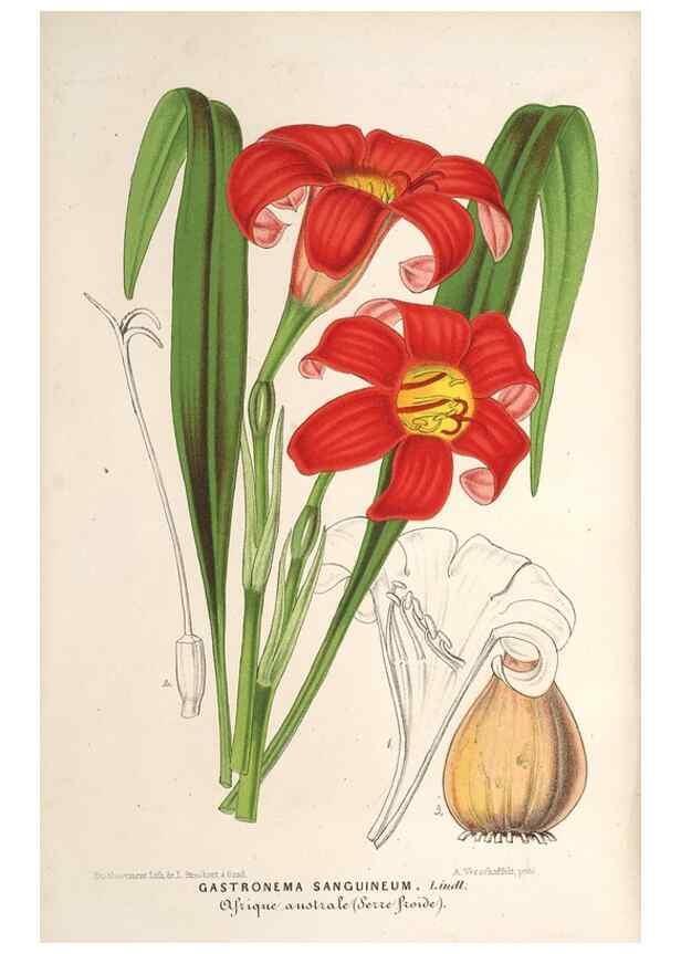 Reproducción/Reproduction 49689766593: L'Illustration horticole :. Gand, Belgium :Imprimerie et lithographie de F. et E. Gyselnyck,1854-1896.. 