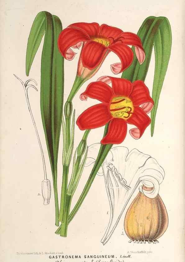 Reproducción/Reproduction 49689766593: L'Illustration horticole :. Gand, Belgium :Imprimerie et lithographie de F. et E. Gyselnyck,1854-1896.. 
