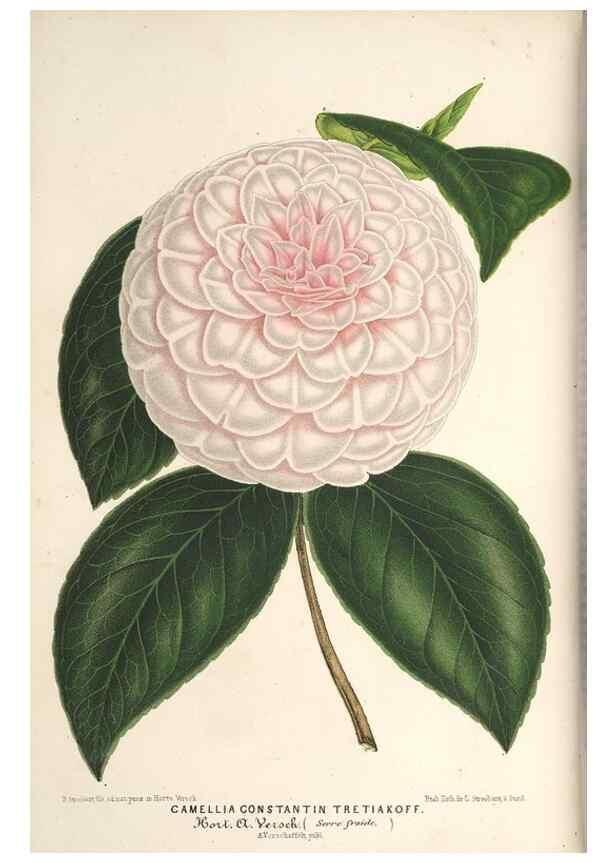 Reproducción/Reproduction 49690300191: L'Illustration horticole :. Gand, Belgium :Imprimerie et lithographie de F. et E. Gyselnyck,1854-1896.. 