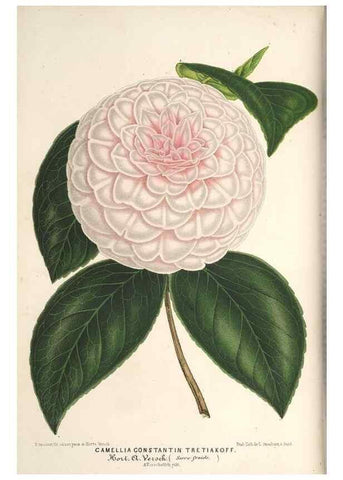 Reproducción/Reproduction 49690300191: L'Illustration horticole :. Gand, Belgium :Imprimerie et lithographie de F. et E. Gyselnyck,1854-1896.. 