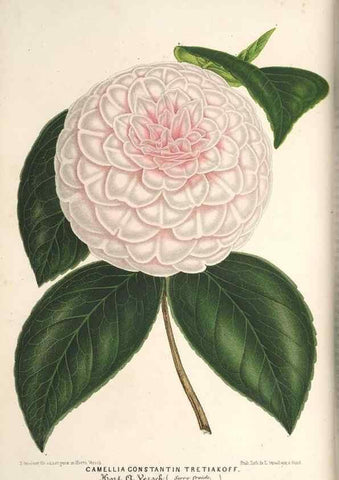 Reproducción/Reproduction 49690300191: L'Illustration horticole :. Gand, Belgium :Imprimerie et lithographie de F. et E. Gyselnyck,1854-1896.. 