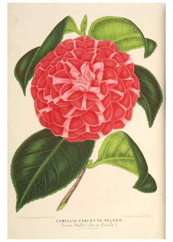 Reproducción/Reproduction 49689771528: L'Illustration horticole :. Gand, Belgium :Imprimerie et lithographie de F. et E. Gyselnyck,1854-1896.. 