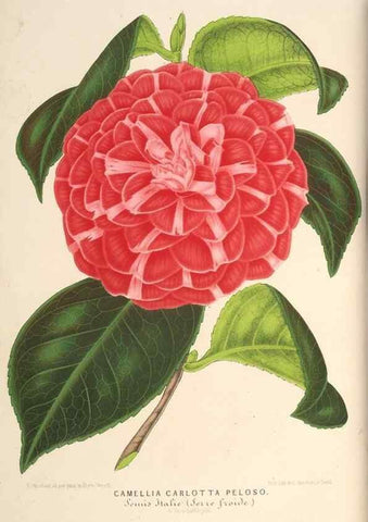 Reproducción/Reproduction 49689771528: L'Illustration horticole :. Gand, Belgium :Imprimerie et lithographie de F. et E. Gyselnyck,1854-1896.. 