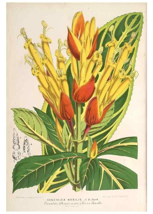 Reproducción/Reproduction 49690616337: L'Illustration horticole :. Gand, Belgium :Imprimerie et lithographie de F. et E. Gyselnyck,1854-1896.. 