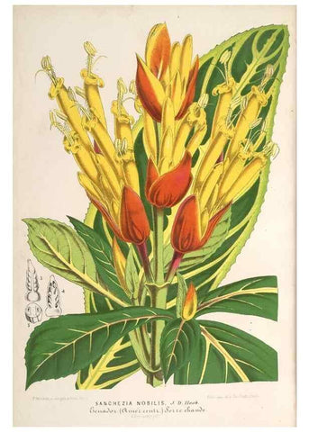 Reproducción/Reproduction 49690616337: L'Illustration horticole :. Gand, Belgium :Imprimerie et lithographie de F. et E. Gyselnyck,1854-1896.. 