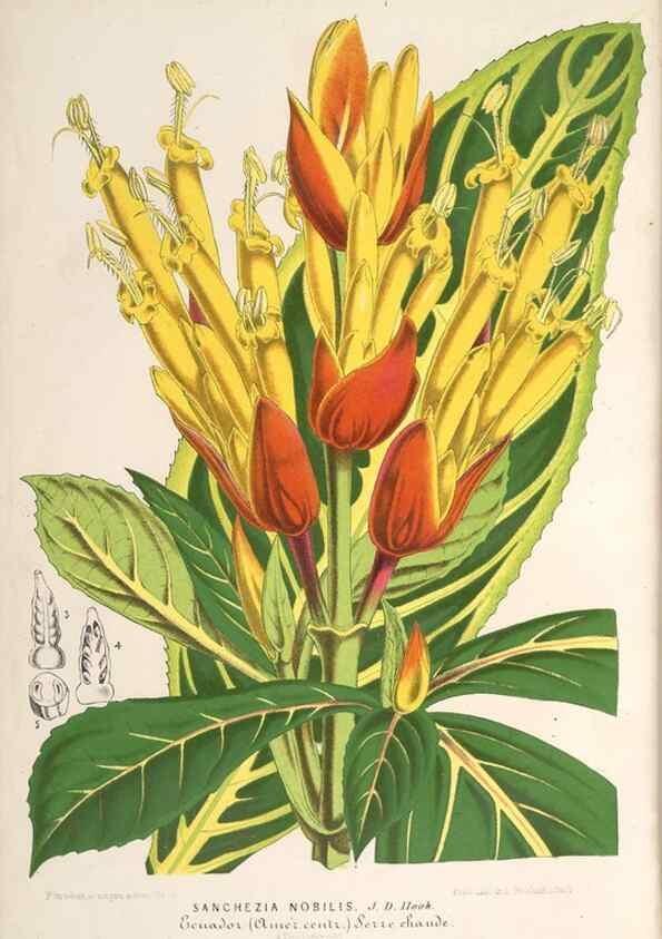 Reproducción/Reproduction 49690616337: L'Illustration horticole :. Gand, Belgium :Imprimerie et lithographie de F. et E. Gyselnyck,1854-1896.. 
