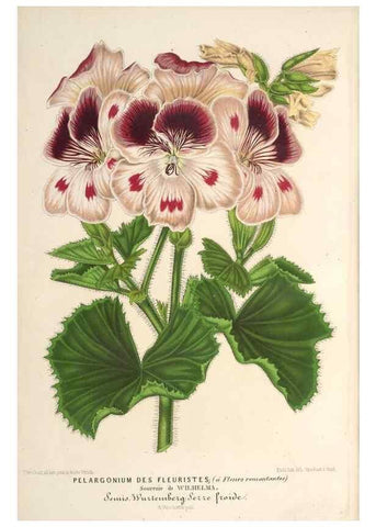 Reproducción/Reproduction 49690305186: L'Illustration horticole :. Gand, Belgium :Imprimerie et lithographie de F. et E. Gyselnyck,1854-1896.. 
