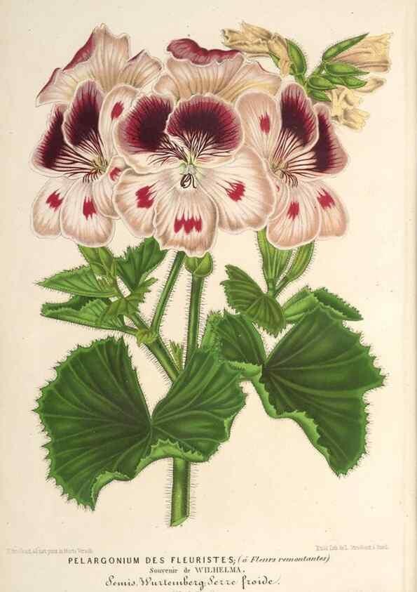 Reproducción/Reproduction 49690305186: L'Illustration horticole :. Gand, Belgium :Imprimerie et lithographie de F. et E. Gyselnyck,1854-1896.. 