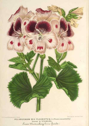 Reproducción/Reproduction 49690305186: L'Illustration horticole :. Gand, Belgium :Imprimerie et lithographie de F. et E. Gyselnyck,1854-1896.. 
