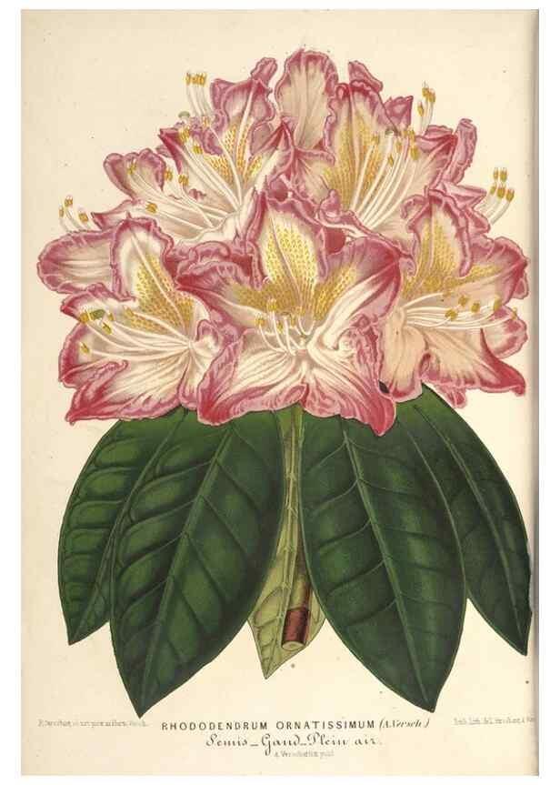 Reproducción/Reproduction 49690617122: L'Illustration horticole :. Gand, Belgium :Imprimerie et lithographie de F. et E. Gyselnyck,1854-1896.. 