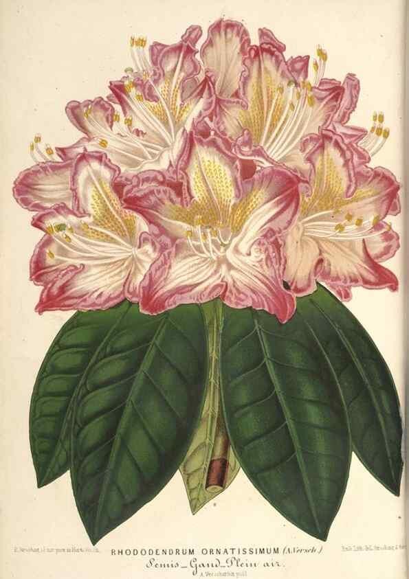 Reproducción/Reproduction 49690617122: L'Illustration horticole :. Gand, Belgium :Imprimerie et lithographie de F. et E. Gyselnyck,1854-1896.. 