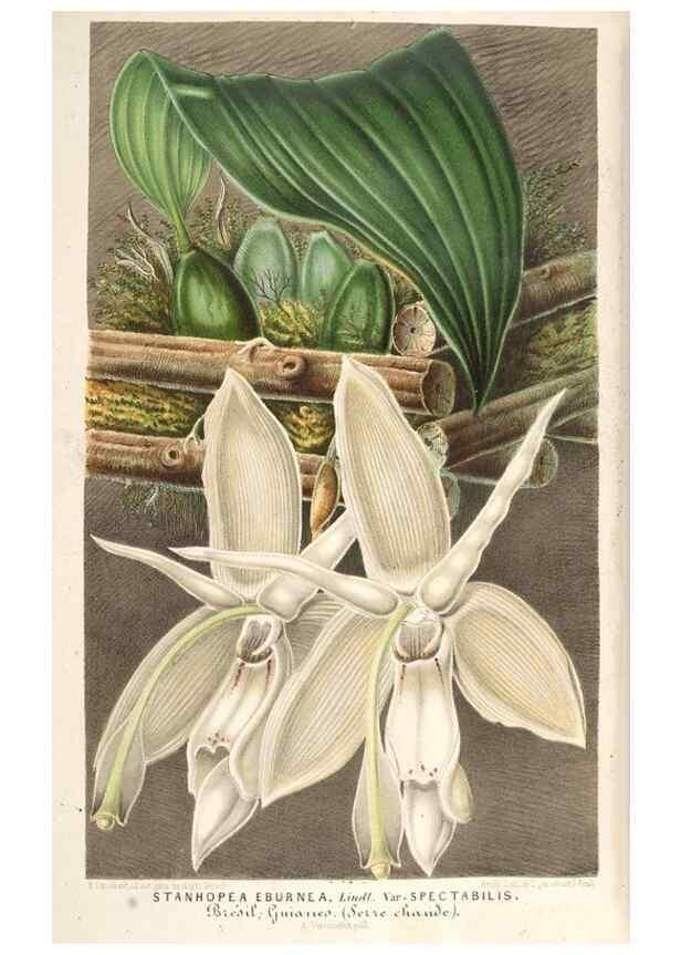 Reproducción/Reproduction 49689773298: L'Illustration horticole :. Gand, Belgium :Imprimerie et lithographie de F. et E. Gyselnyck,1854-1896.. 