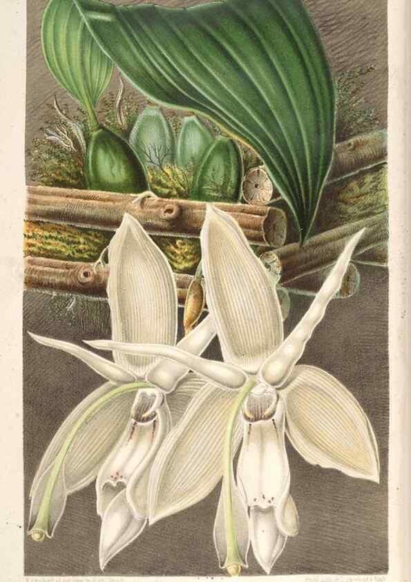Reproducción/Reproduction 49689773298: L'Illustration horticole :. Gand, Belgium :Imprimerie et lithographie de F. et E. Gyselnyck,1854-1896.. 