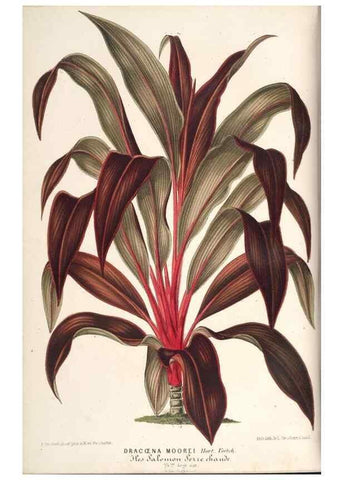 Reproducción/Reproduction 49689773668: L'Illustration horticole :. Gand, Belgium :Imprimerie et lithographie de F. et E. Gyselnyck,1854-1896.. 