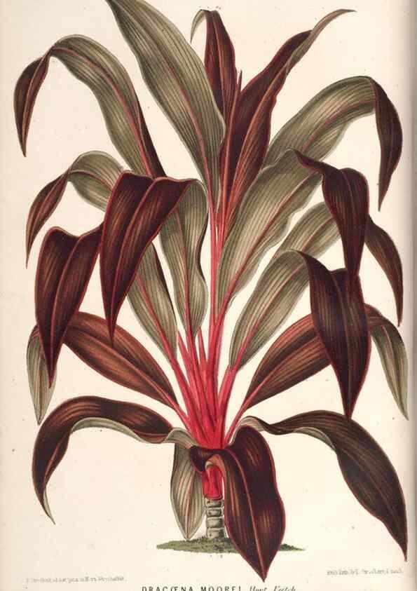 Reproducción/Reproduction 49689773668: L'Illustration horticole :. Gand, Belgium :Imprimerie et lithographie de F. et E. Gyselnyck,1854-1896.. 