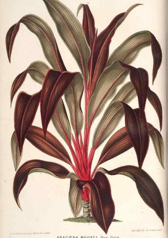 Reproducción/Reproduction 49689773668: L'Illustration horticole :. Gand, Belgium :Imprimerie et lithographie de F. et E. Gyselnyck,1854-1896.. 