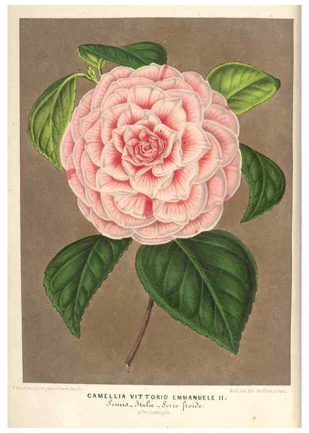 Reproducción/Reproduction 49690618362: L'Illustration horticole :. Gand, Belgium :Imprimerie et lithographie de F. et E. Gyselnyck,1854-1896.. 