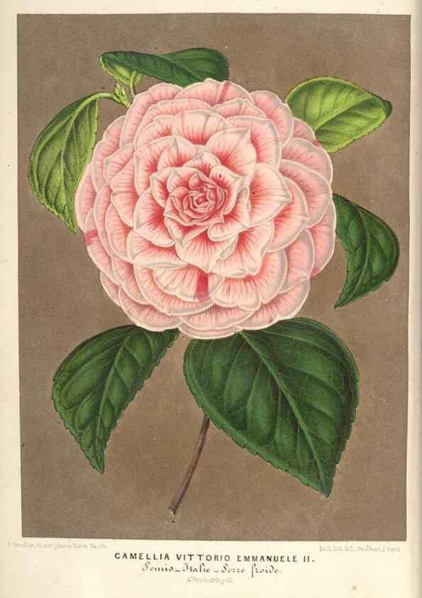 Reproducción/Reproduction 49690618362: L'Illustration horticole :. Gand, Belgium :Imprimerie et lithographie de F. et E. Gyselnyck,1854-1896.. 