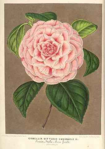 Reproducción/Reproduction 49690618362: L'Illustration horticole :. Gand, Belgium :Imprimerie et lithographie de F. et E. Gyselnyck,1854-1896.. 