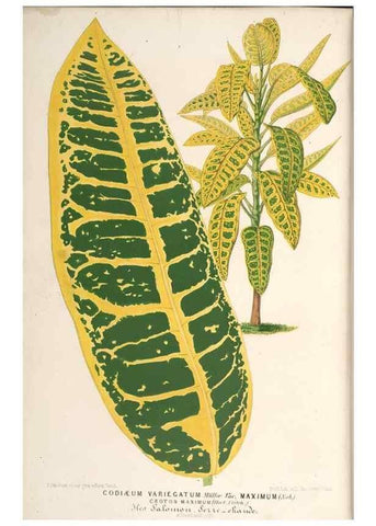 Reproducción/Reproduction 49689774388: L'Illustration horticole :. Gand, Belgium :Imprimerie et lithographie de F. et E. Gyselnyck,1854-1896.. 