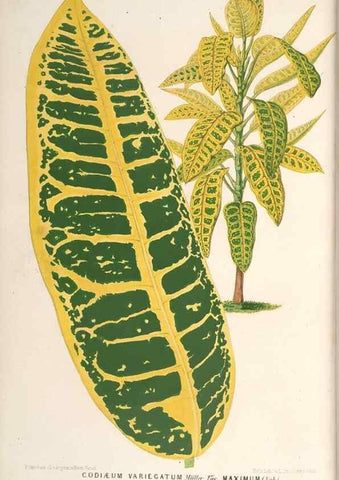 Reproducción/Reproduction 49689774388: L'Illustration horticole :. Gand, Belgium :Imprimerie et lithographie de F. et E. Gyselnyck,1854-1896.. 
