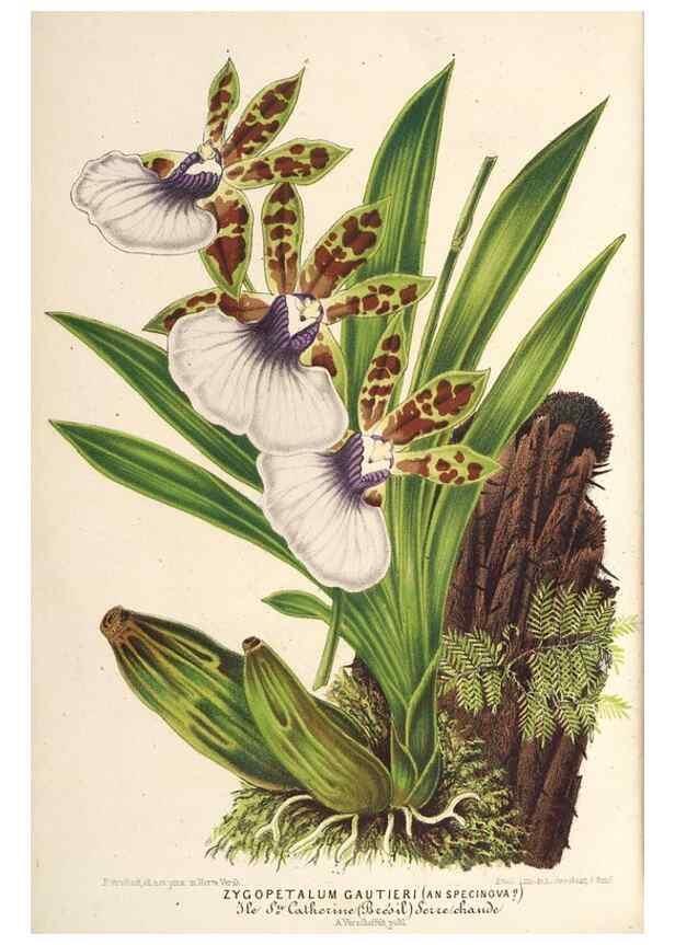 Reproducción/Reproduction 49690619047: L'Illustration horticole :. Gand, Belgium :Imprimerie et lithographie de F. et E. Gyselnyck,1854-1896.. 