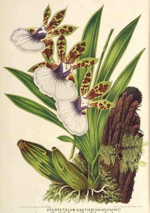 Reproducción/Reproduction 49690619047: L'Illustration horticole :. Gand, Belgium :Imprimerie et lithographie de F. et E. Gyselnyck,1854-1896.. 
