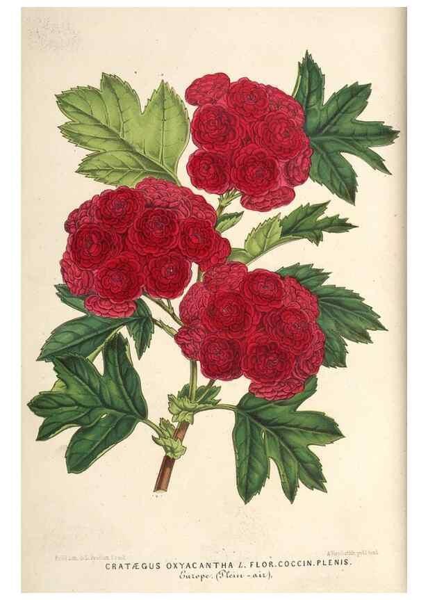 Reproducción/Reproduction 49689774903: L'Illustration horticole :. Gand, Belgium :Imprimerie et lithographie de F. et E. Gyselnyck,1854-1896.. 