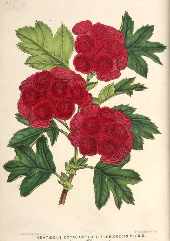 Reproducción/Reproduction 49689774903: L'Illustration horticole :. Gand, Belgium :Imprimerie et lithographie de F. et E. Gyselnyck,1854-1896.. 