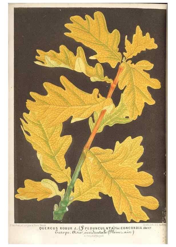 Reproducción/Reproduction 49689775263: L'Illustration horticole :. Gand, Belgium :Imprimerie et lithographie de F. et E. Gyselnyck,1854-1896.. 