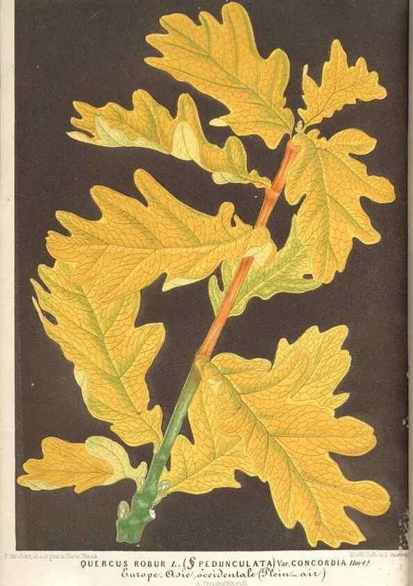 Reproducción/Reproduction 49689775263: L'Illustration horticole :. Gand, Belgium :Imprimerie et lithographie de F. et E. Gyselnyck,1854-1896.. 