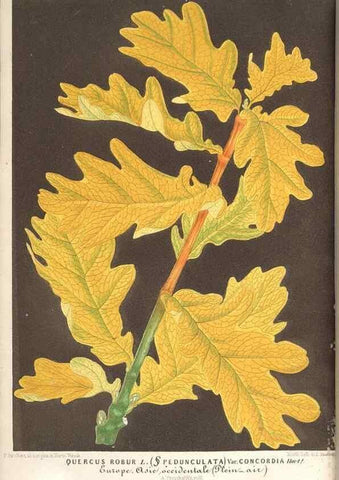 Reproducción/Reproduction 49689775263: L'Illustration horticole :. Gand, Belgium :Imprimerie et lithographie de F. et E. Gyselnyck,1854-1896.. 
