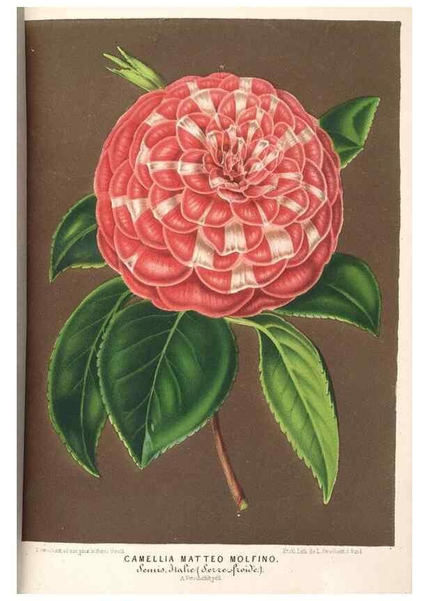 Reproducción/Reproduction 49689775828: L'Illustration horticole :. Gand, Belgium :Imprimerie et lithographie de F. et E. Gyselnyck,1854-1896.. 