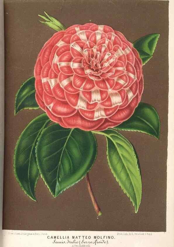 Reproducción/Reproduction 49689775828: L'Illustration horticole :. Gand, Belgium :Imprimerie et lithographie de F. et E. Gyselnyck,1854-1896.. 