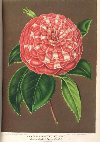 Reproducción/Reproduction 49689775828: L'Illustration horticole :. Gand, Belgium :Imprimerie et lithographie de F. et E. Gyselnyck,1854-1896.. 
