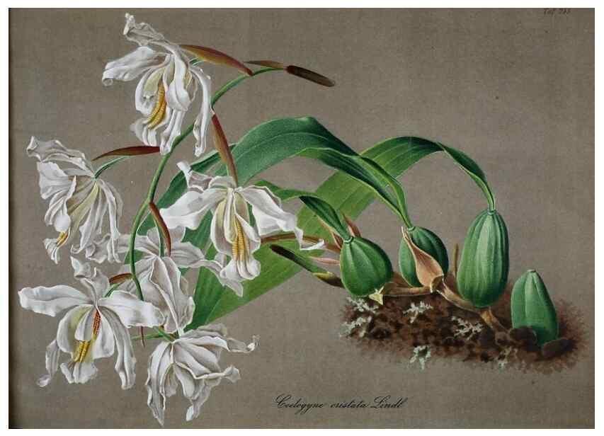 Reproducción/Reproduction 49689818398: Gartenflora.. Erlangen :F. Enke,1852-1940.. 